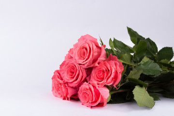 Valentines day background with pink roses. Isolated on white with copy space