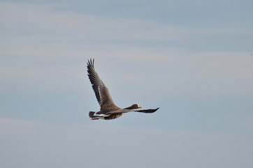 Greater White-fronted Goose flying at Bluffer's Park, Toronto, Ontario, Canada 