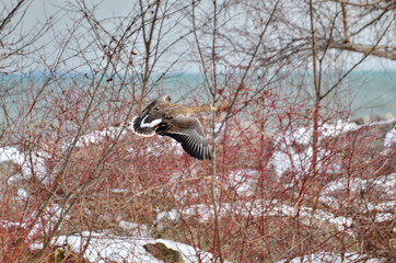 Greater White-fronted Goose flying at Bluffer's Park, Toronto, Ontario, Canada 