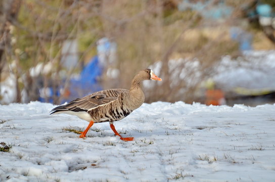 Greater White fronted Goose at Bluffer's Park, Toronto, Ontario, Canada 