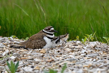 Killdeer or Charadrius Vociferus on nest with young on a cloudy cold day. It is a large plover...
