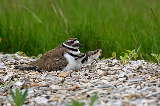 Killdeer or Charadrius Vociferus on nest with young on a cloudy cold day. It is a large plover found in the Americas. Its common name comes from its often-heard call.