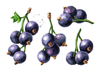 Black currant branch set. Hand drawn watercolor illustration isolated on white background