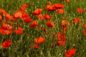 Fototapeta na wymiar Poppies in the meadow