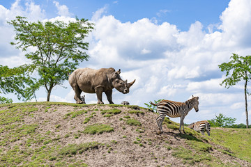A large rhinoceros stands with several zebras on a hill in a zoo in Emmen, Netherlands