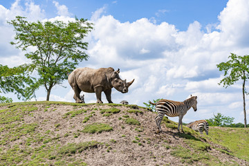 A large rhinoceros stands with several zebras on a hill in a zoo in Emmen, Netherlands © Emma