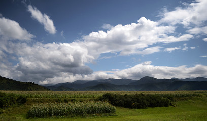 Fototapeta na wymiar Lanscape with clouds and corn in front of Fagaras mountains in Romania