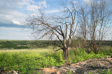 Dry trees affected by the fire. Rural place