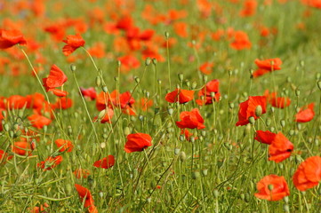 Poppies in the meadow