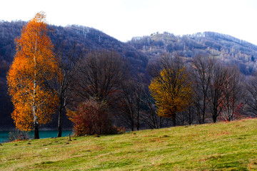 Autumn, the forest around Doftana river, in Prahova.