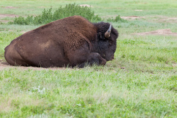 Bison Bull in Custer State Park