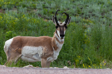 Pronghorn by a Road © tamifreed