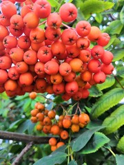 red rowan