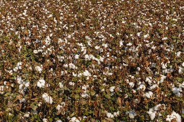 cotton field in Uzbekistan, Cotton Ready for Harvest