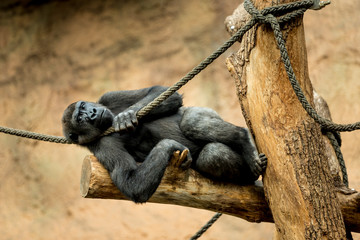 Obraz premium Gorilla