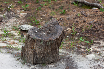 Obraz premium Black Hills Petrified Wood