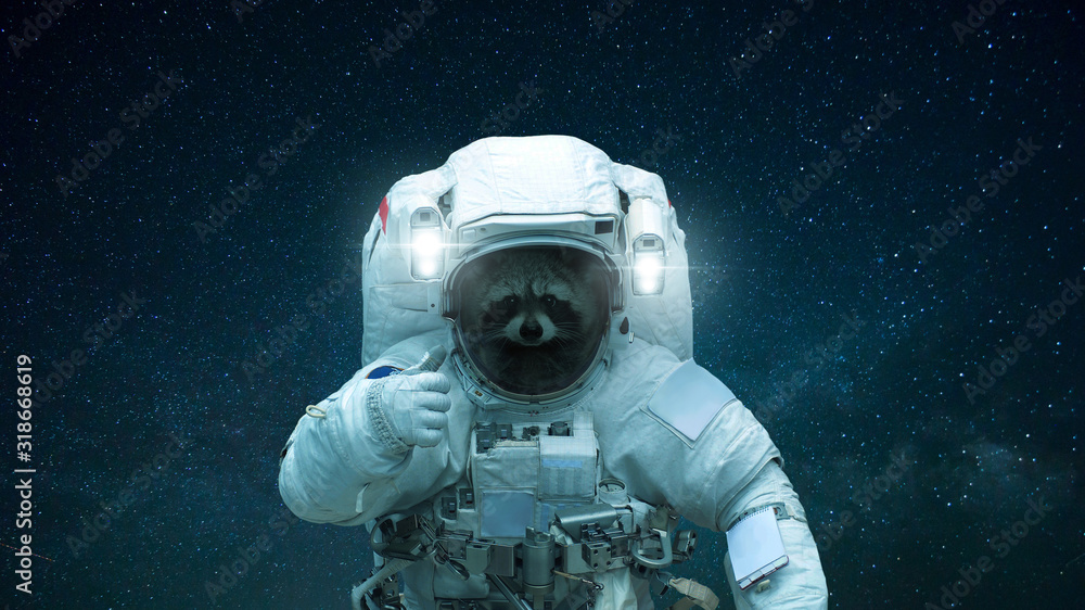 Poster raccoon in open space shows like. space animal in a space suit on a background of a starry sky. conc
