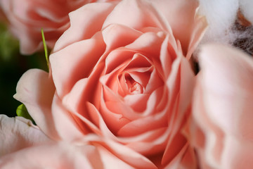 Bush rose in a bouquet close-up - 318668679