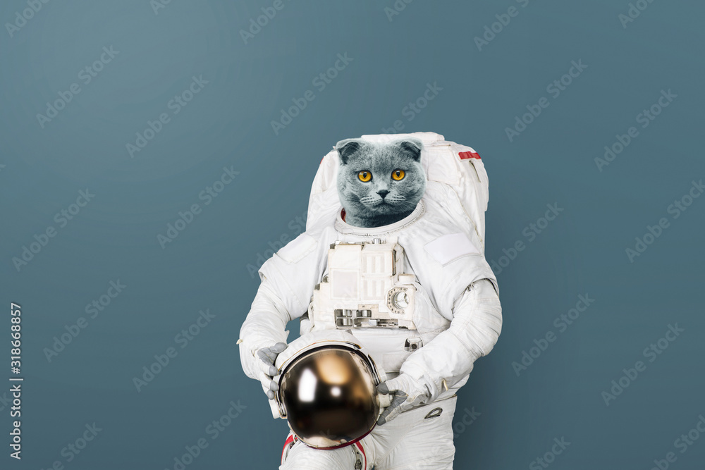 Poster funny cat astronaut in a space suit with a helmet on a gray background. british cat spaceman. creati