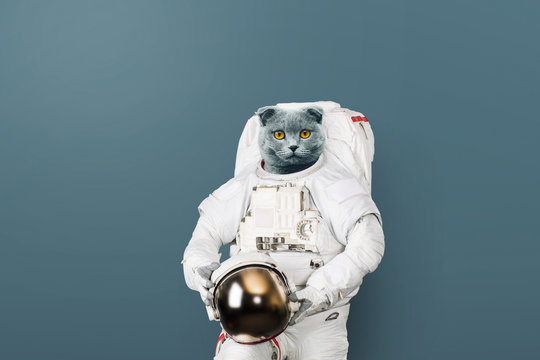 Funny cat astronaut in a space suit with a helmet on a gray background. British cat spaceman. Creative idea