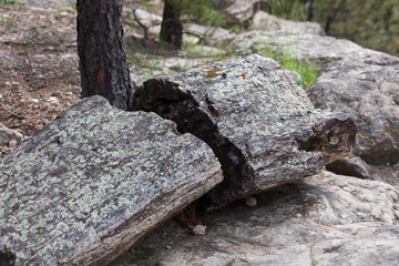 Fototapeta premium Black Hills Petrified Wood