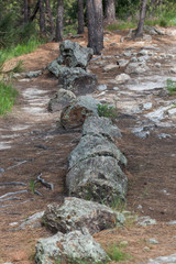Black Hills Petrified Wood