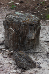 Black Hills Petrified Wood