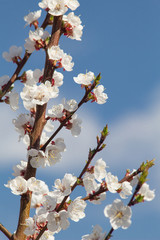 flowering tree with small white leaves in soft day light
