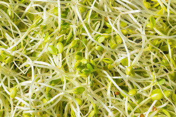 Raw Green Organic Clover Sprouts MIcrogreens