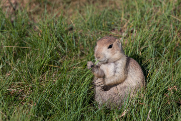 Wyoming Prairie Dog