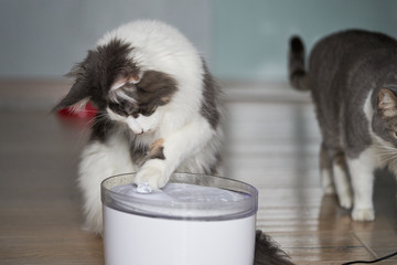 Drinking fountain for cats
