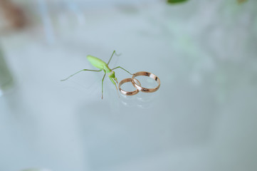 Wedding gold rings close-up next to a green praying mantis. Photography, concept.