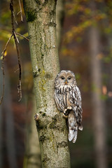 Vertical composition of wild ural owl, strix uralensis, in autumnal woodland with blurred orange leafs in background and copy space. Elegant bird facing camera in wilderness.