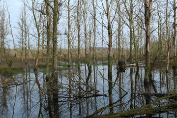 Obraz premium Aurich, Plaggenburg: the moor forest (renaturation)