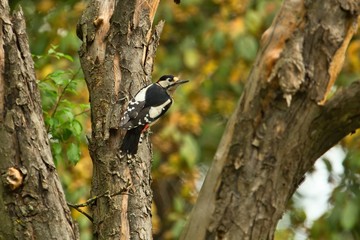 Ein m&auml;nnlicher Buntspecht sitzt im Herbst an einem alten abgestorbenen Baum, Specht Dendrocopos major Picoides major