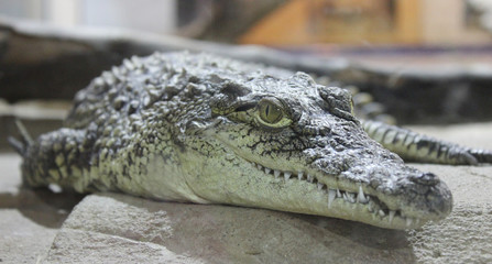 Foto caiman detalle
