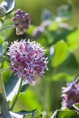 Showy Milkweed Flowers