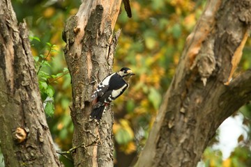 Ein männlicher Buntspecht sitzt im Herbst an einem alten abgestorbenen Baum, Specht Dendrocopos major Picoides major