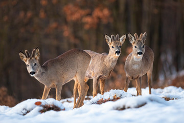 Roe deer, capreolus capreolus, bucks in mountains of Slovakia in wintertime with snow. Wild mammal facing camera in wilderness. Male animals with antlers.