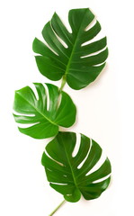 tropical green  monstera leaves, branches pattern frame on a white background. top view.copy space.floral card