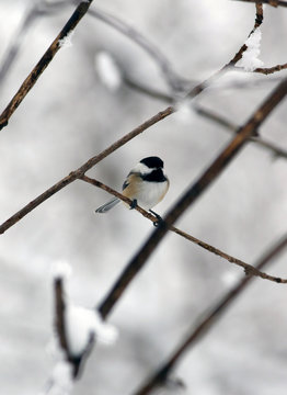 m&eacute;sange &agrave; t&ecirc;te noire