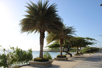 Fototapeta premium palmera al mar