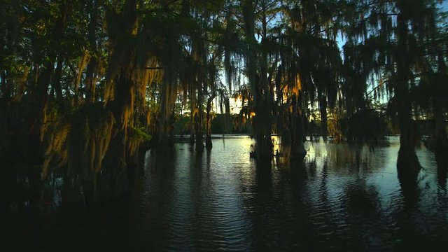 Video tour of Lake Martin Cajun Swamp in spring near Breaux Bridge, Louisiana