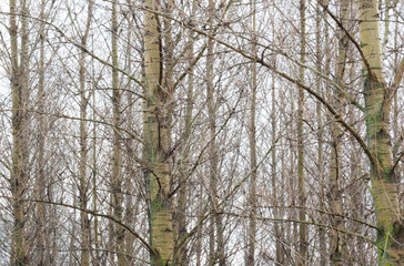 trees in the forest and in the snow