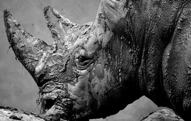 The white rhinoceros or square-lipped rhinoceros is the largest extant species of rhinoceros.  It has a wide mouth used for grazing and is the most social of all rhino species © Daniel Meunier