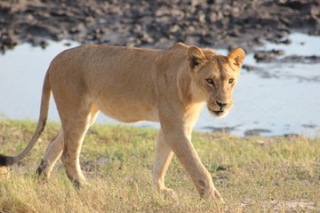 Fototapeta na wymiar Lioness on prowl