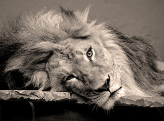 Male lion: Highly distinctive, the male lion is easily recognized by its mane, and its face is one...