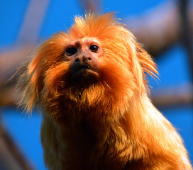 The golden lion tamarin Leontopithecus rosalia,, also known as the golden marmoset, is a small New World monkey of the family  Callitrichidae