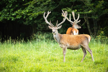 Naklejka na ściany i meble Red deer, cervus elaphus, herd with stags standing on a meadow with green grass in summer. Two wild mammals with antlers in nature. Ruminant animals in national park.