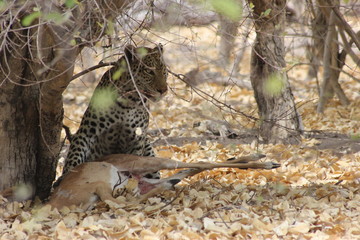 Leopard with impala
